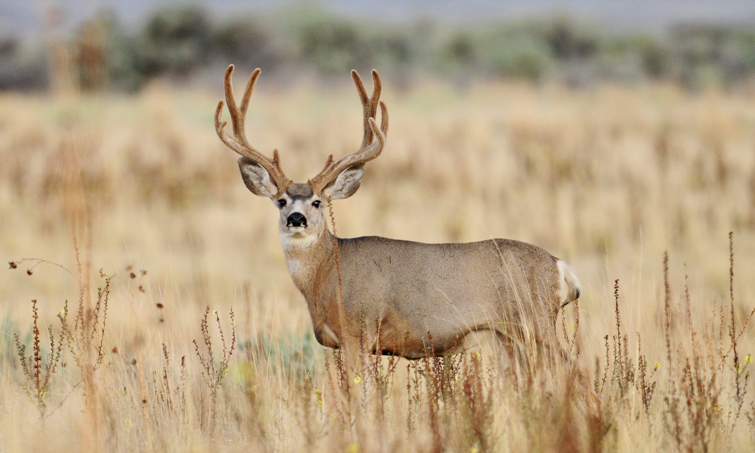 Mule deer buck standing in a grassland setting.