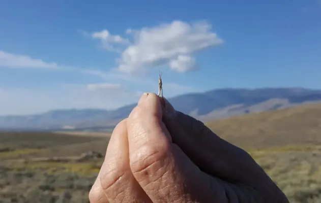 Hand holding a small insect with mountain backdrop.