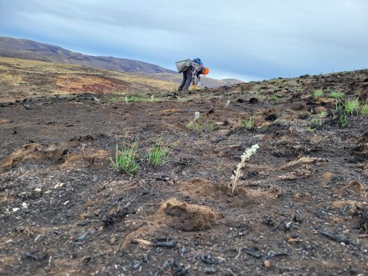 Volunteers engaged in habitat restoration in a burned area.
