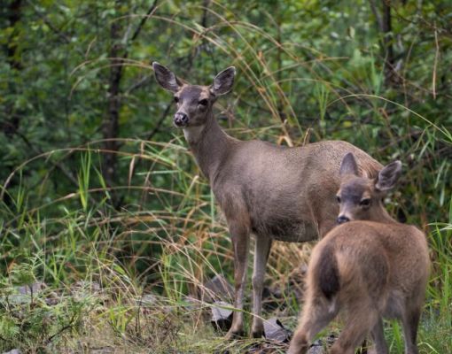 Mule deer doe and fawn in a forest setting
