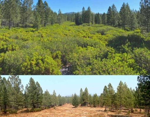 Before and after images of habitat restoration in a pine forest.