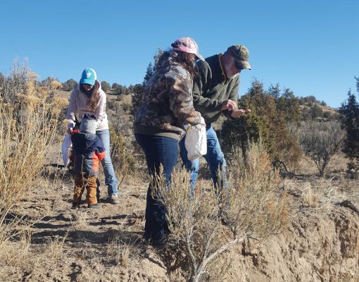 Volunteers engaging in habitat restoration in a sagebrush ecosystem.