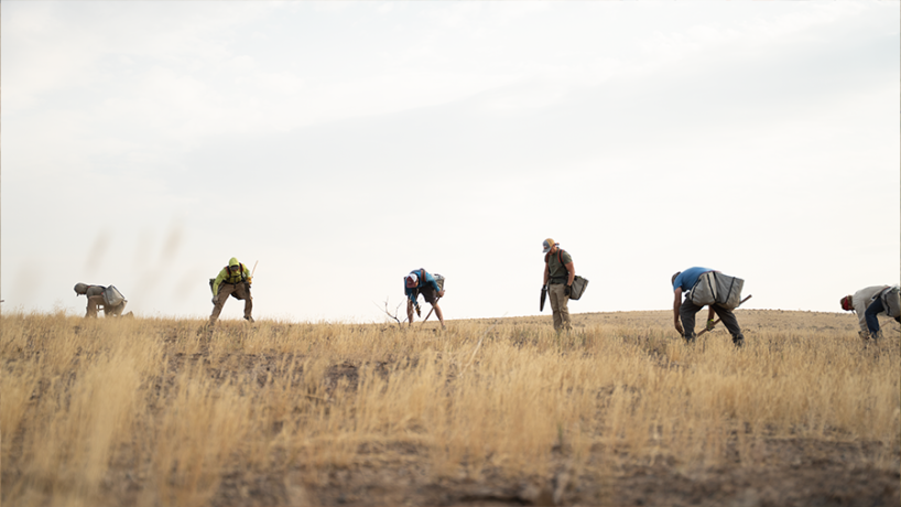 Group of volunteers engaged in habitat restoration in a grassland setting.