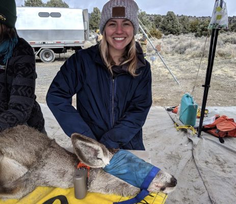 Volunteer engaging in mule deer research in the field.
