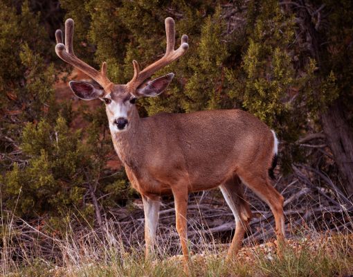 Mule deer buck in forest setting