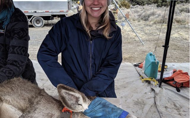 Volunteer engaging in mule deer research in the field.