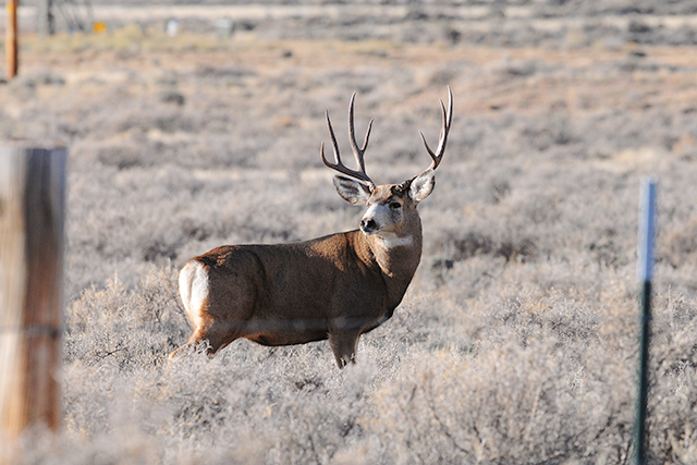 Mule deer buck standing in a sagebrush field.