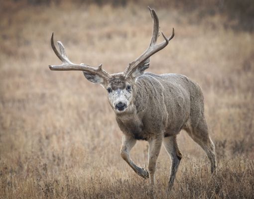 Mule deer buck walking in a grassy field.
