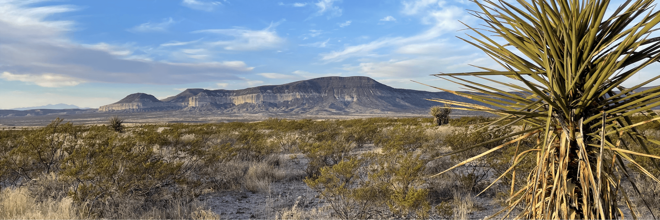 Desert landscape featuring mountain range and yucca plant.