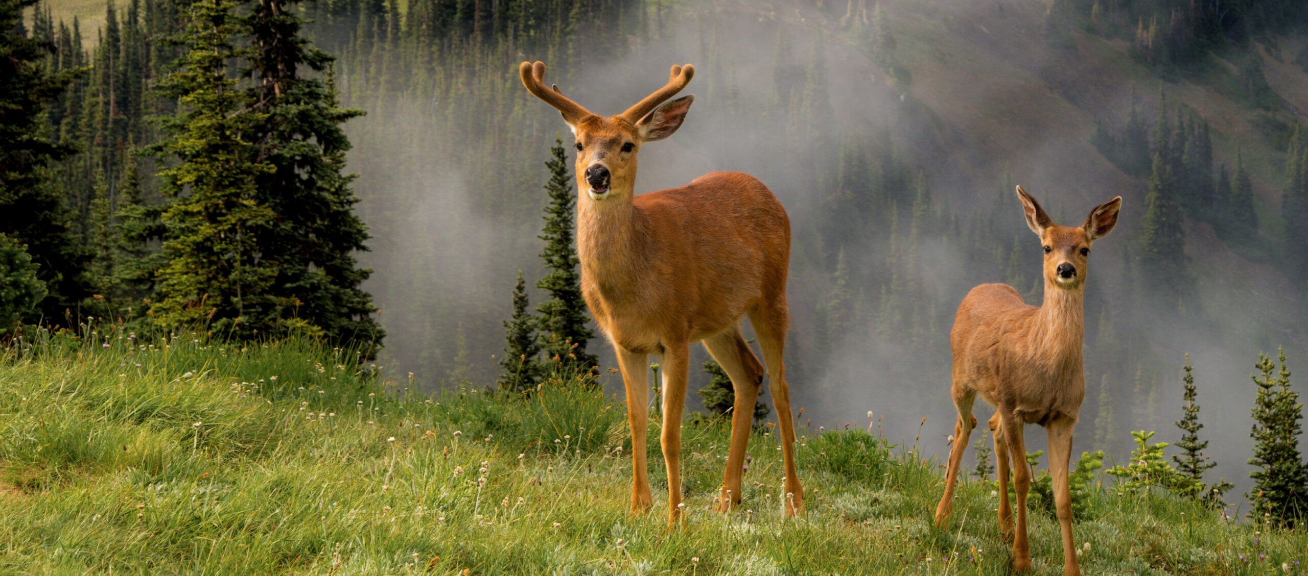 Mule deer buck and doe in a misty mountain meadow