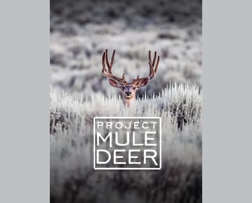 Mule deer buck standing in sagebrush landscape.