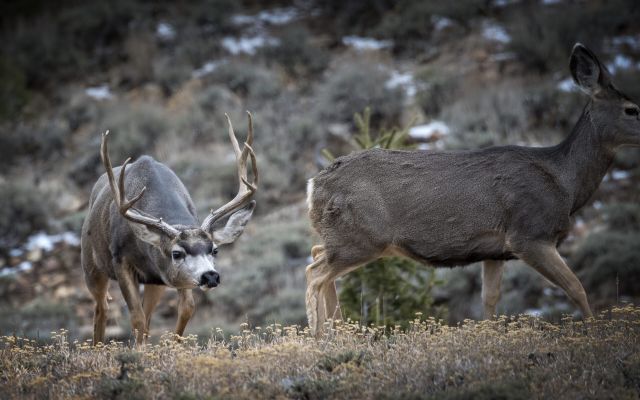 Mule deer buck and doe grazing in sagebrush habitat.