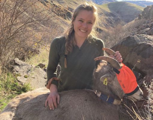 Researcher with collared bighorn sheep in mountainous landscape.