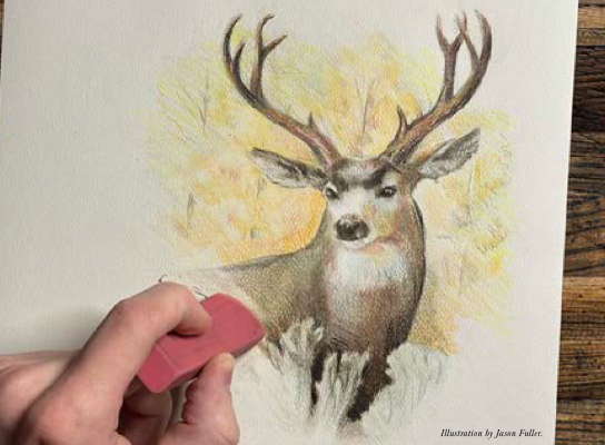 Image of a mule deer drawing that is being erased