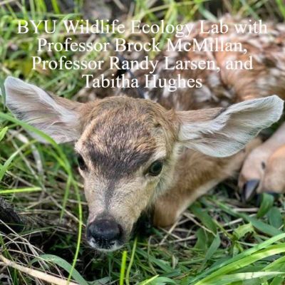 Close-up of a mule deer fawn resting in grass.