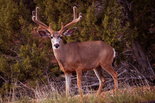 Mule deer buck standing in a forest clearing.