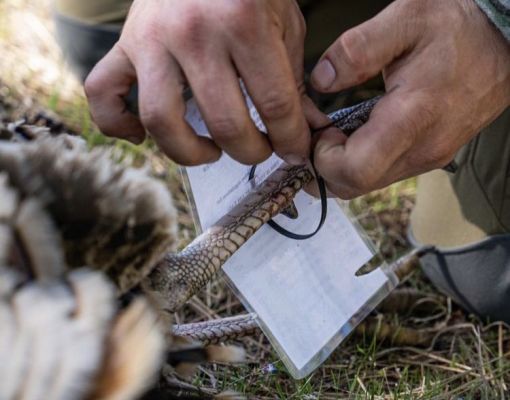 Wildlife researcher collecting data on feathers in the field.