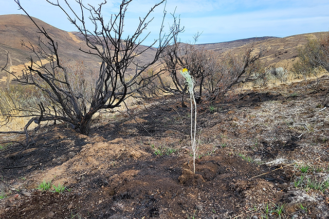 New plant growth in a wildfire-affected area