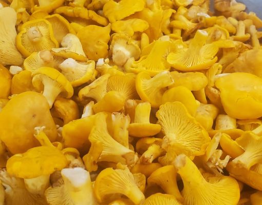 Freshly harvested chanterelle mushrooms in a bowl.