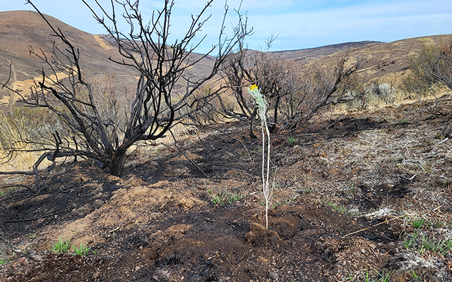 New plant growth in a wildfire-affected area
