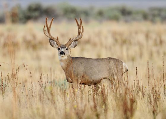 Mule deer buck standing in tall grass