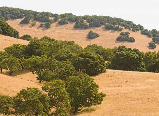 Sunlit hillside with oak trees in a dry landscape.