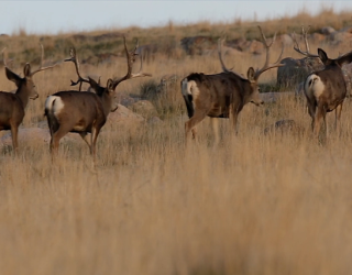 Two mule deer bucks walking in a grassy landscape.