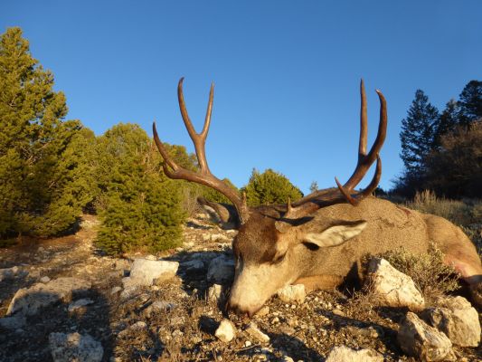 Mule deer buck resting on rocky ground in a forested area.