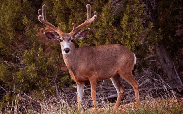Mule deer buck standing in a forest clearing.