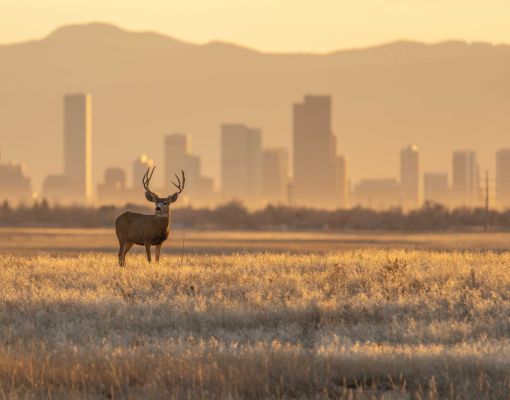 Mule deer buck standing in a field with city skyline in the background