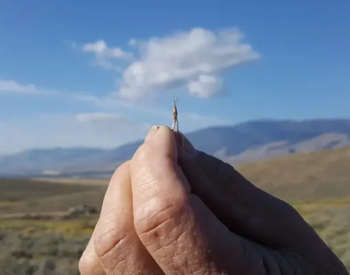 Hand holding a small insect with mountain backdrop.