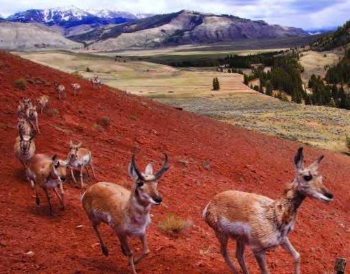 Mule deer herd running across red-hued hills with mountains in background.