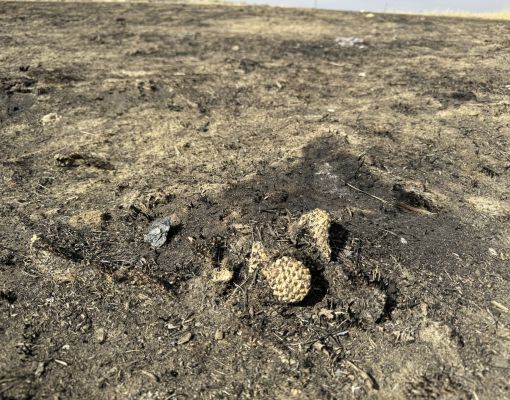 Remnants of burned vegetation in a wildlife habitat