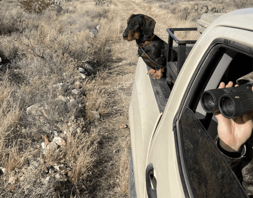 Hunting dog looking out from truck on a desert trail