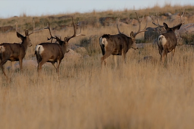 Two mule deer bucks walking in a grassy landscape.