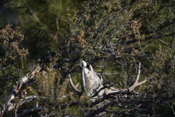 Mule deer buck reaching for foliage in dense brush.