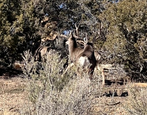 Mule deer buck standing in sagebrush habitat.