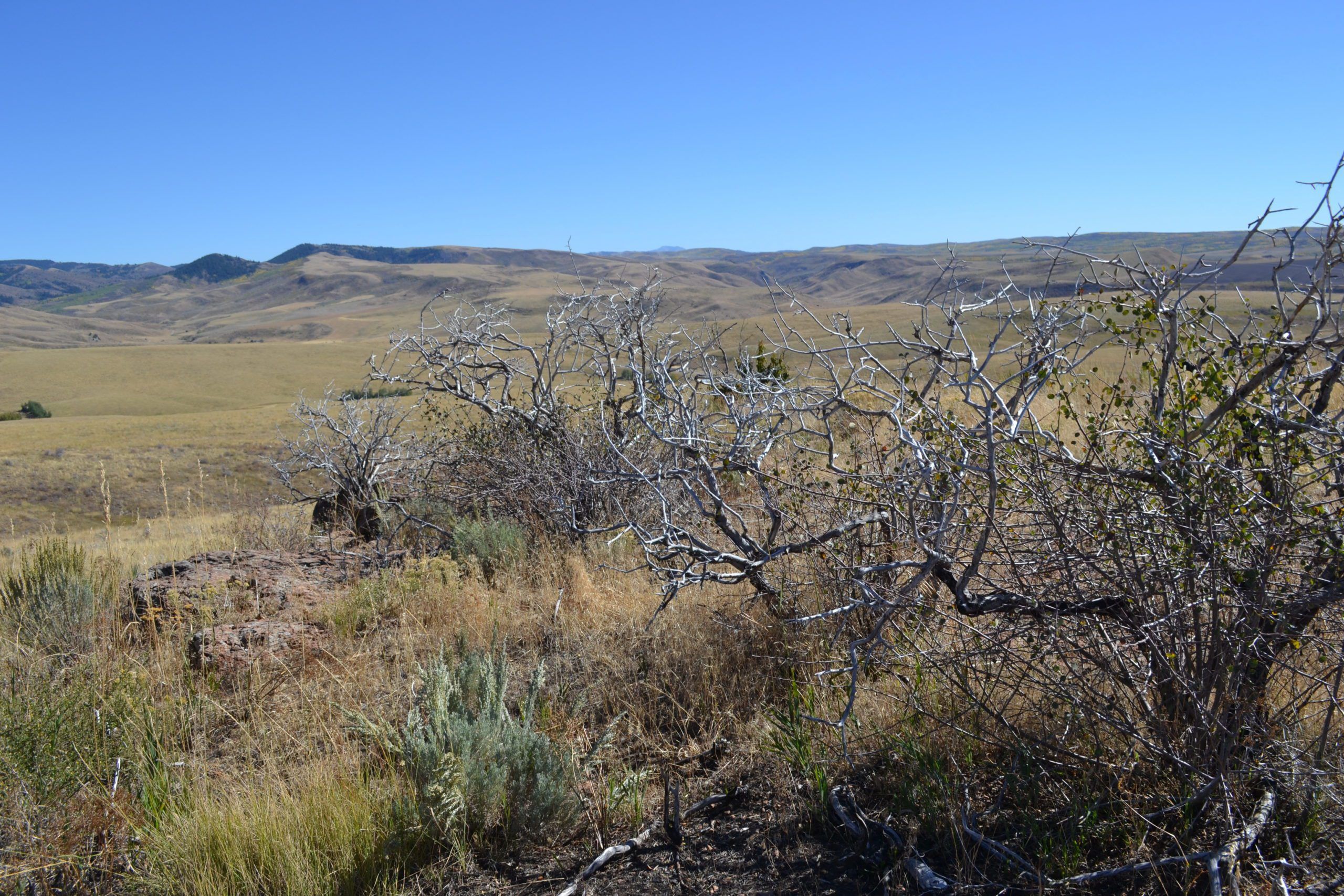 Sagebrush habitat in the Wyoming plains with dry grassland backdrop.