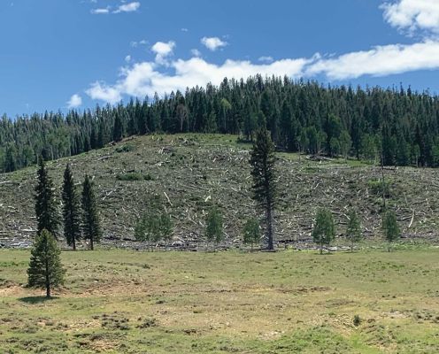 Forest thinning efforts in a mountain habitat with logged trees and clear blue sky.