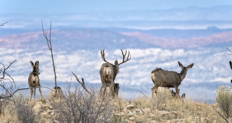 Group of mule deer in a mountainous landscape