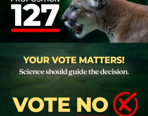 Cougar with text promoting Proposition 127 vote