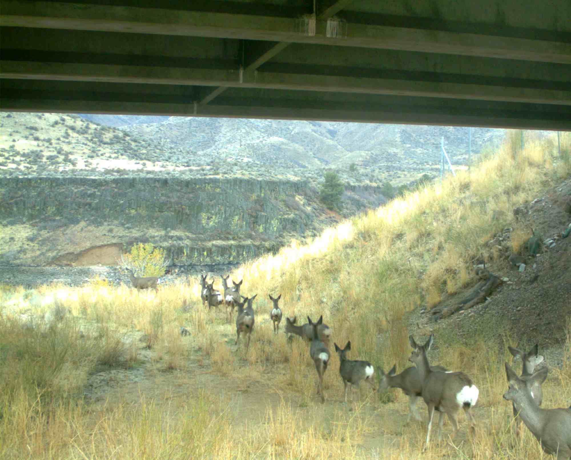 Mule deer walking beneath a bridge in mountainous terrain.