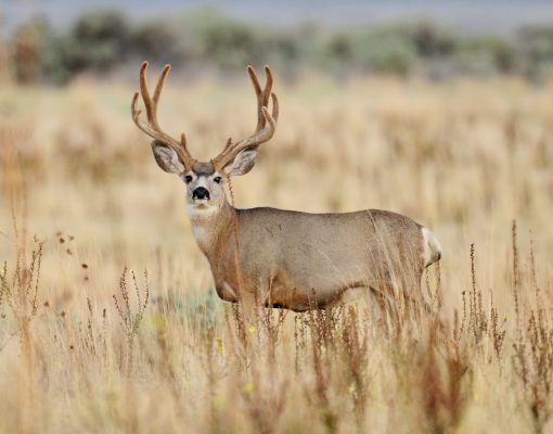 Mule deer buck standing in tall grass