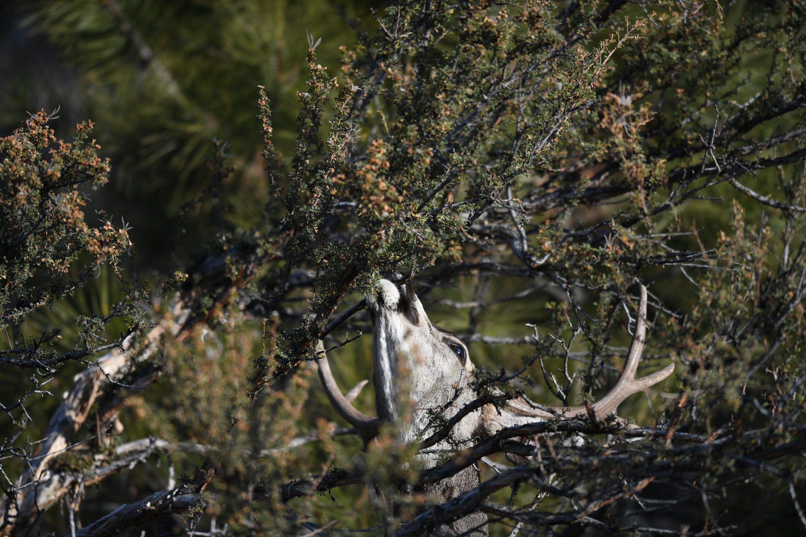 Mule deer buck reaching for foliage in dense brush.