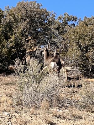 Mule deer buck standing in sagebrush habitat.
