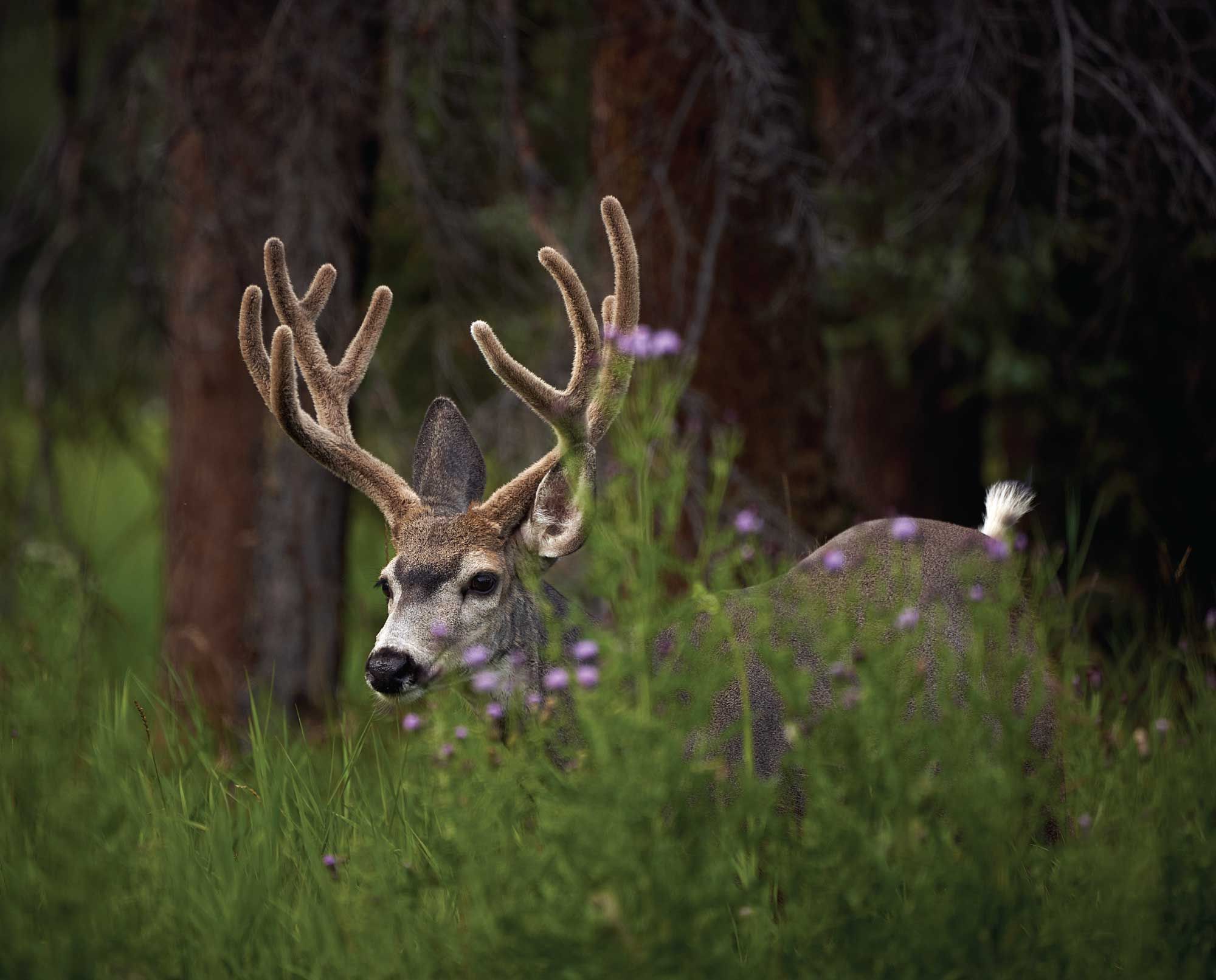 Mule deer buck standing among wildflowers in a forested area.