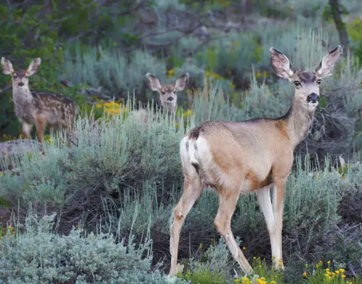 Mule deer family standing among sagebrush and flowers.