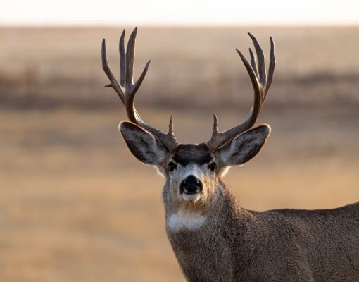 Close-up portrait of a mule deer buck with antlers in a grassy field.