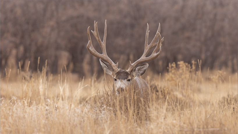 Mule deer buck in a grassy field