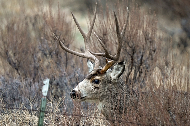Male mule deer buck among dry brush.